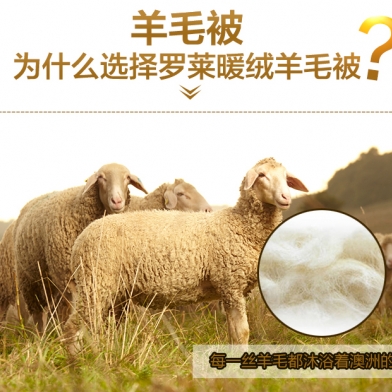 Chăn lông cừu cao cấp (CLC03)