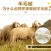 Chăn lông cừu cao cấp (CLC03)